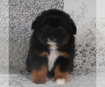 Small #9 Miniature Australian Shepherd