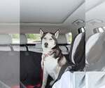 Small Siberian Husky