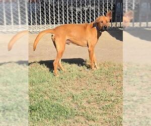 Bloodhound-Unknown Mix Dogs for adoption in Riverside, CA, USA