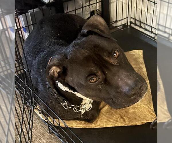 Medium Photo #1 American Staffordshire Terrier Puppy For Sale in San Antonio, TX, USA