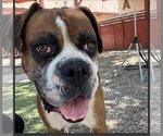 Small Photo #5 Boxer Puppy For Sale in Chandler, AZ, USA