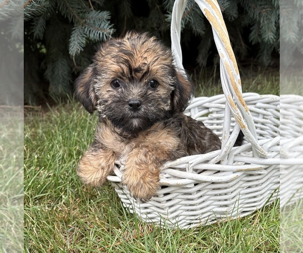 Medium Photo #3 Shorkie Tzu Puppy For Sale in MIDDLEBURY, IN, USA