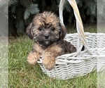 Small #2 Shorkie Tzu