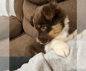 Australian Shepherd Puppy for sale in FAIRFIELD, IL, USA