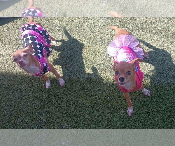 Medium Photo #4 Chihuahua-Unknown Mix Puppy For Sale in Tempe , AZ, USA