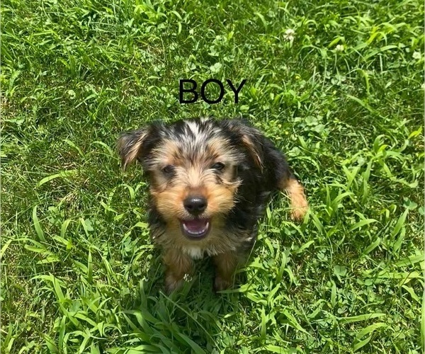 Medium Photo #2 Yorkshire Terrier Puppy For Sale in RICHMOND, MI, USA