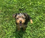Small #1 Yorkshire Terrier