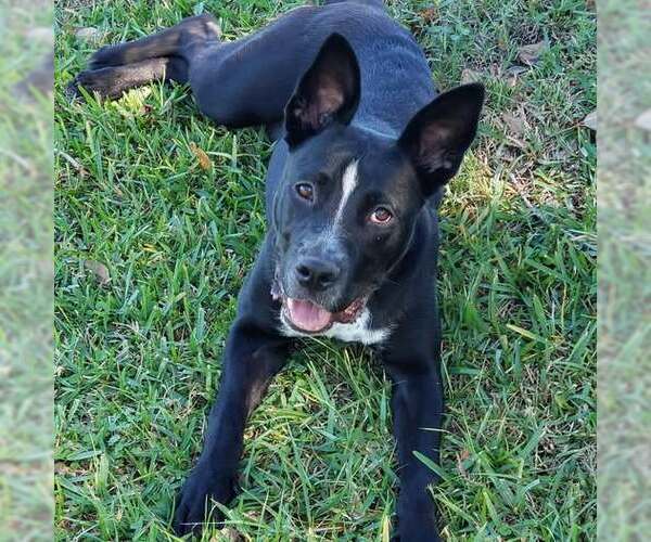 Medium Photo #2 Shepradors Puppy For Sale in HOUSTON, TX, USA