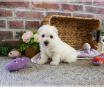 Small #1 West Highland White Terrier