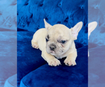 Small #49 French Bulldog