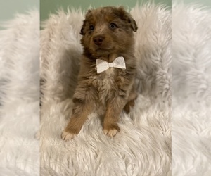 Australian Shepherd Puppy for sale in BEECH GROVE, IN, USA