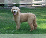 Small Photo #6 Goldendoodle Puppy For Sale in BRIGHTON, MO, USA