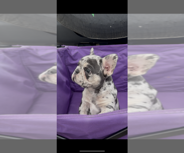 Medium Photo #2 French Bulldog Puppy For Sale in HANCEVILLE, AL, USA