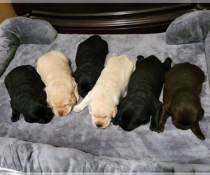 Labrador Retriever Puppy for sale in HIGH POINT, NC, USA