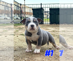 Puppy Puppy 1 American Bully