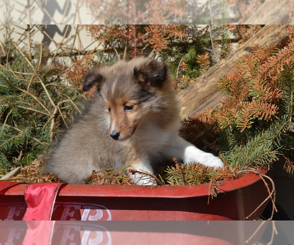 Medium Photo #5 Shetland Sheepdog Puppy For Sale in GREENWOOD, WI, USA