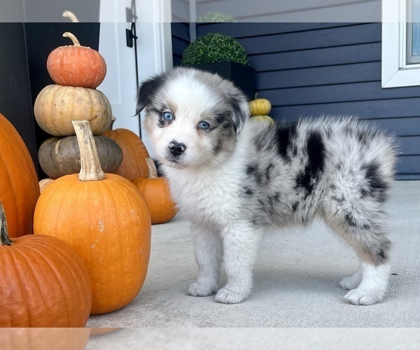 Medium Photo #2 Australian Shepherd Puppy For Sale in LODA, IL, USA