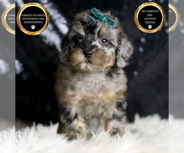 Medium Photo #46 Poodle (Miniature) Puppy For Sale in WARSAW, IN, USA