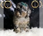 Puppy Target AKC Poodle (Miniature)