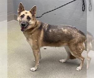 German Shepherd Dog-Unknown Mix Dogs for adoption in Las Vegas, NV, USA