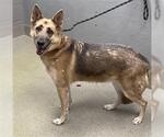 Small German Shepherd Dog Mix