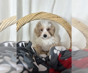 Bernedoodle (Miniature) Puppy for sale in GREENFIELD, IN, USA