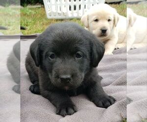 Labrador Retriever Litter for sale in OLYMPIA, WA, USA