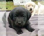 Image preview for Ad Listing. Nickname: Litter of 3