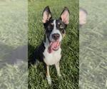 Small Photo #2 German Shepherd Dog-Unknown Mix Puppy For Sale in Rosenberg, TX, USA
