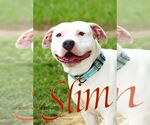 Small #2 American Pit Bull Terrier