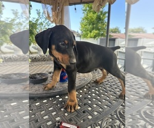 Doberman Pinscher Puppy for sale in SAN BERNARDINO, CA, USA