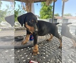 Small Doberman Pinscher