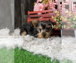 Small #1 Yorkshire Terrier