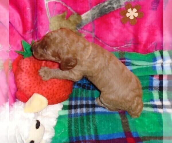 Medium Photo #9 Poodle (Standard) Puppy For Sale in CLATSKANIE, OR, USA