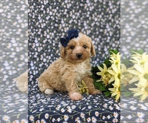 Bichpoo-Poodle (Miniature) Mix Puppy for sale in KIRKWOOD, PA, USA