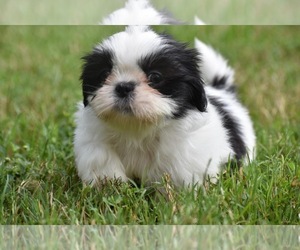 Shih Tzu Puppy for sale in PALM COAST, FL, USA