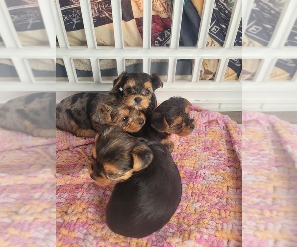 Medium Photo #2 Yorkshire Terrier Puppy For Sale in LINCOLN CITY, OR, USA