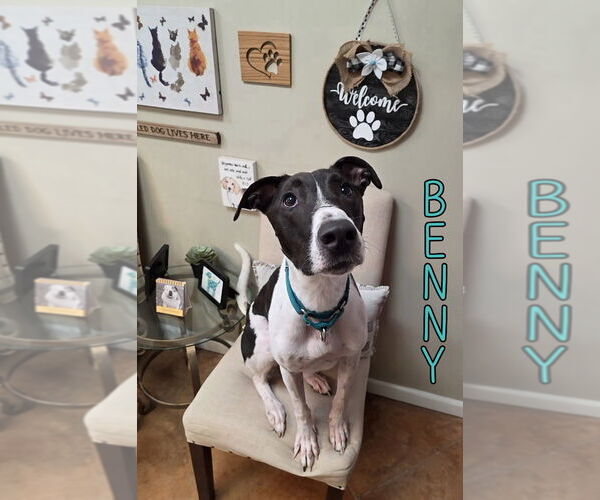 Medium Photo #4 Greyhound Puppy For Sale in Port Clinton, OH, USA