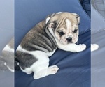 Small Photo #86 English Bulldog Puppy For Sale in WEEKI WACHEE, FL, USA