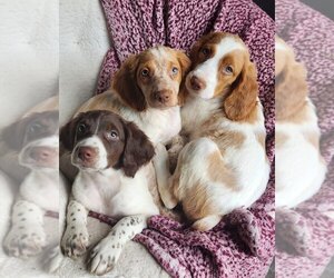 Brittany Dogs for adoption in JESUP, GA, USA
