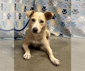 Labrador Retriever-Unknown Mix Dogs for adoption in Rosenberg, TX, USA