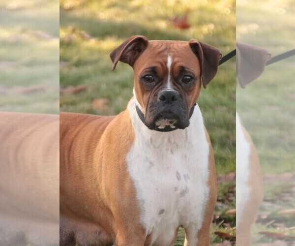Medium Photo #1 Boxer Puppy For Sale in SHIPSHEWANA, IN, USA