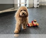 Small Photo #26 Maltipoo Puppy For Sale in WARSAW, IN, USA