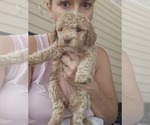 Puppy Puppy 5 Charli Poodle (Standard)