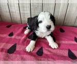 Puppy Pixie Bernedoodle