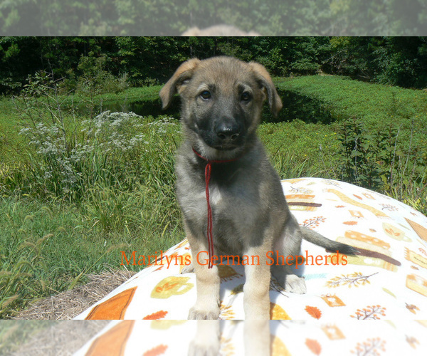 Medium Photo #6 German Shepherd Dog Puppy For Sale in PIEDMONT, MO, USA