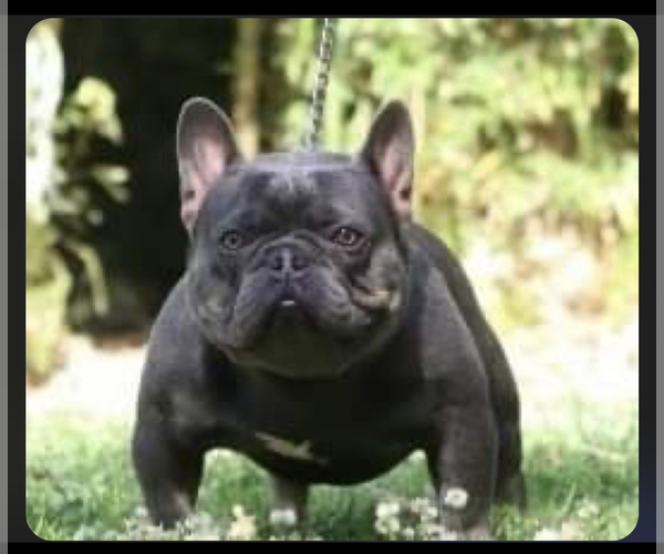 Medium Photo #10 French Bulldog Puppy For Sale in MENIFEE, CA, USA