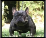 Small Photo #10 French Bulldog Puppy For Sale in MENIFEE, CA, USA