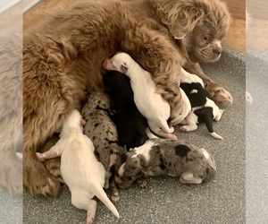 Mother of the ShihPoo puppies born on 03/26/2023