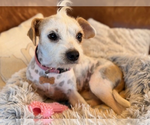 Medium Photo #4 Jack Chi Puppy For Sale in HUNTSVILLE, AL, USA